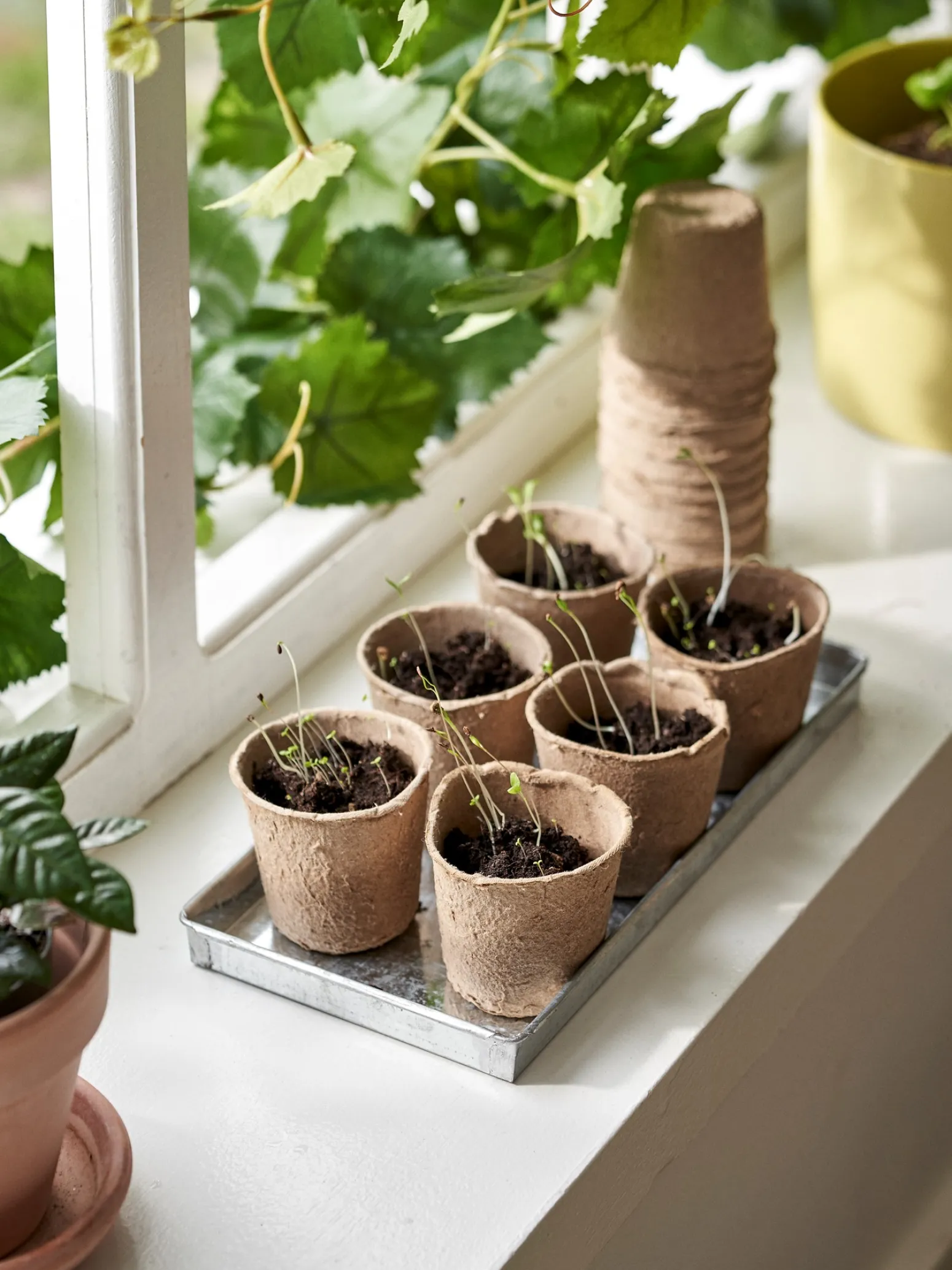 Søstrene Grene Schweiz Vasen Und Blumentöpfe|Garten<Biologisch Abbaubare Anzuchttöpfe