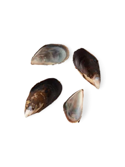 Søstrene Grene Schweiz Dekoration<Miesmuscheln