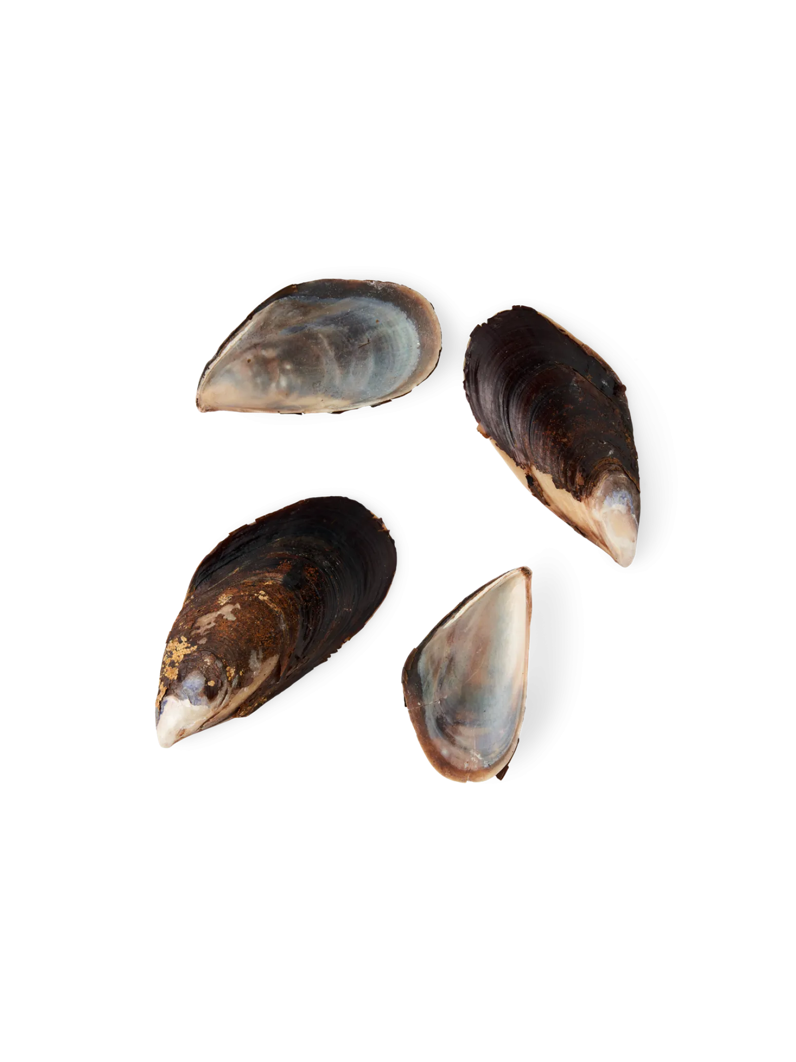 Søstrene Grene Schweiz Dekoration<Miesmuscheln